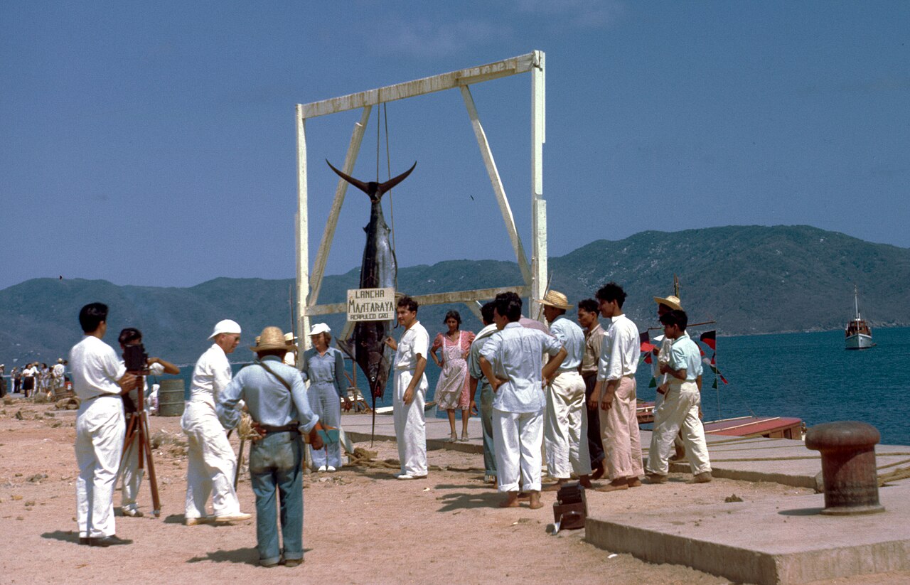 Men in white on a sunny quay under a wooden gantry hung with a large marlin, Acapulco, about 1950